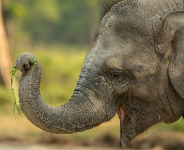 jungle-safari-tour