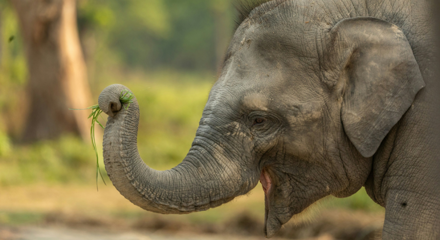 jungle-safari-tour